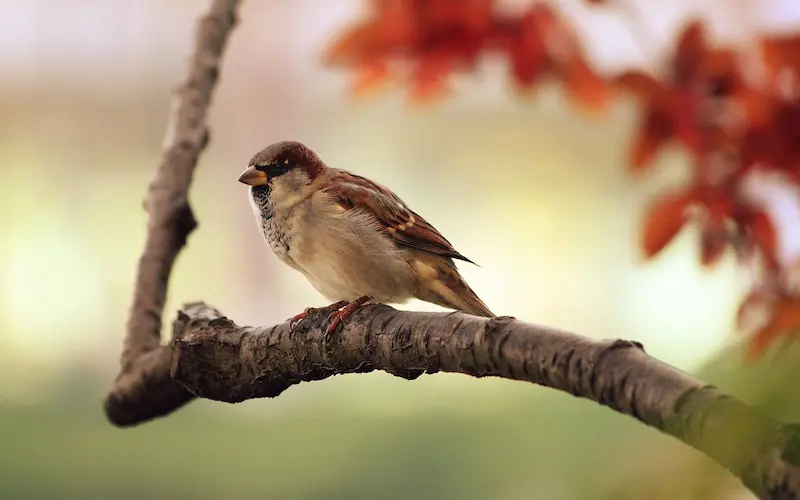 Waarom vogels en hun gezang ons mentaal gezond houden