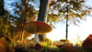Mindfulness: jouw stap naar meer rust en helderheid