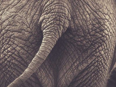 Waarom een olifant echt geen bezem is